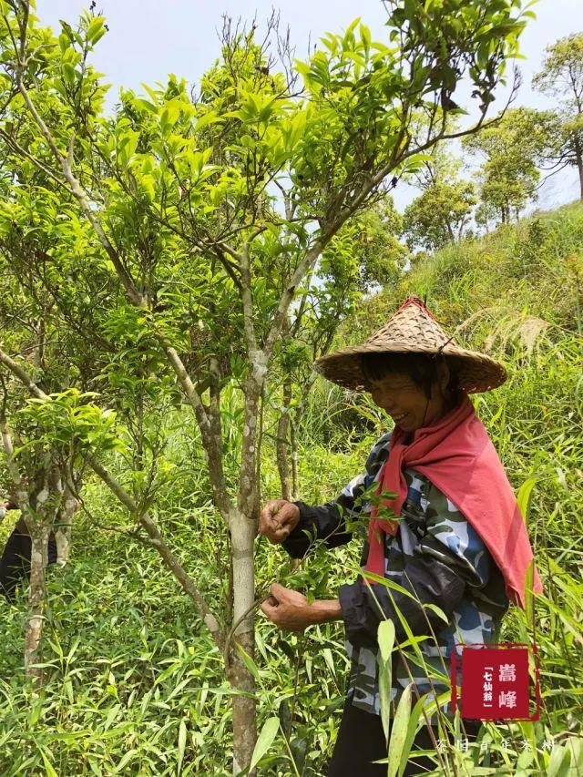 富硒单丛茶是什么茶