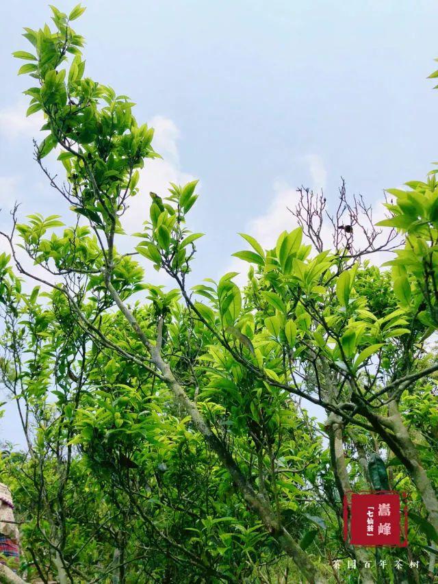 富硒单丛茶是什么茶