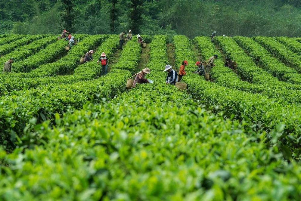 石台富硒茶是绿茶吗