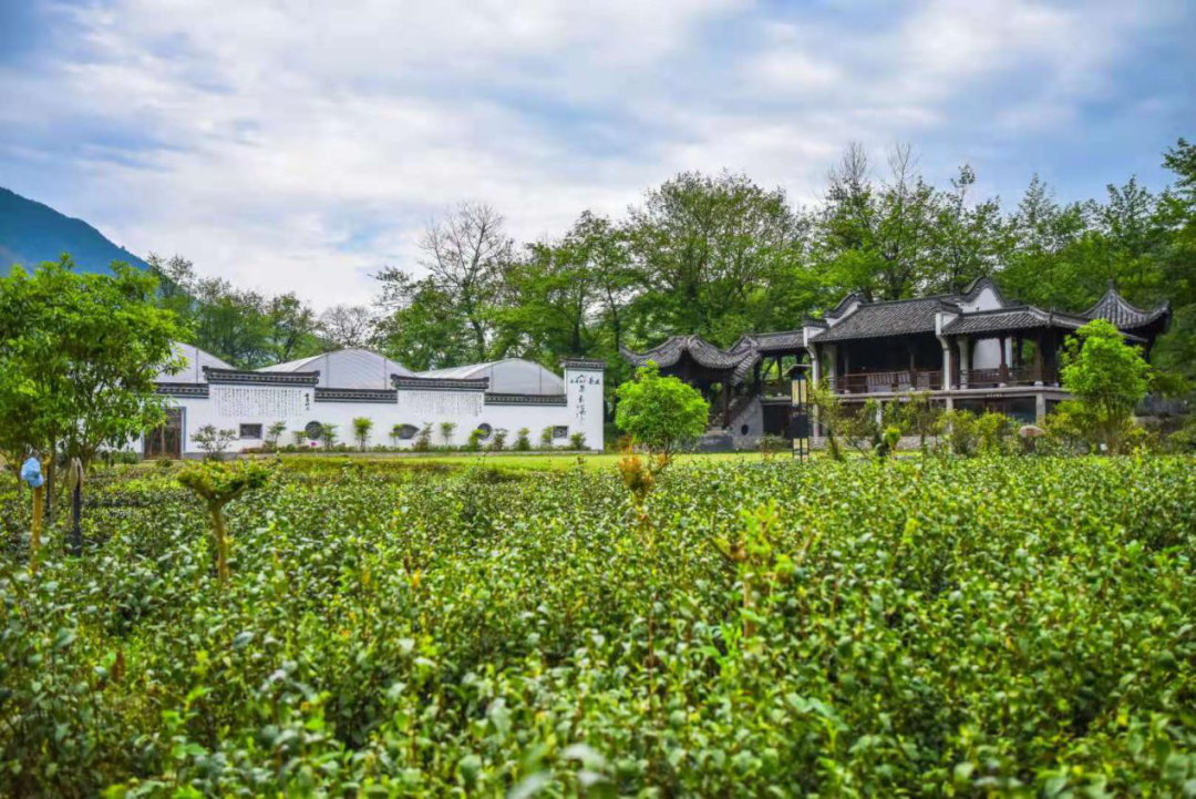石台富硒茶是绿茶吗