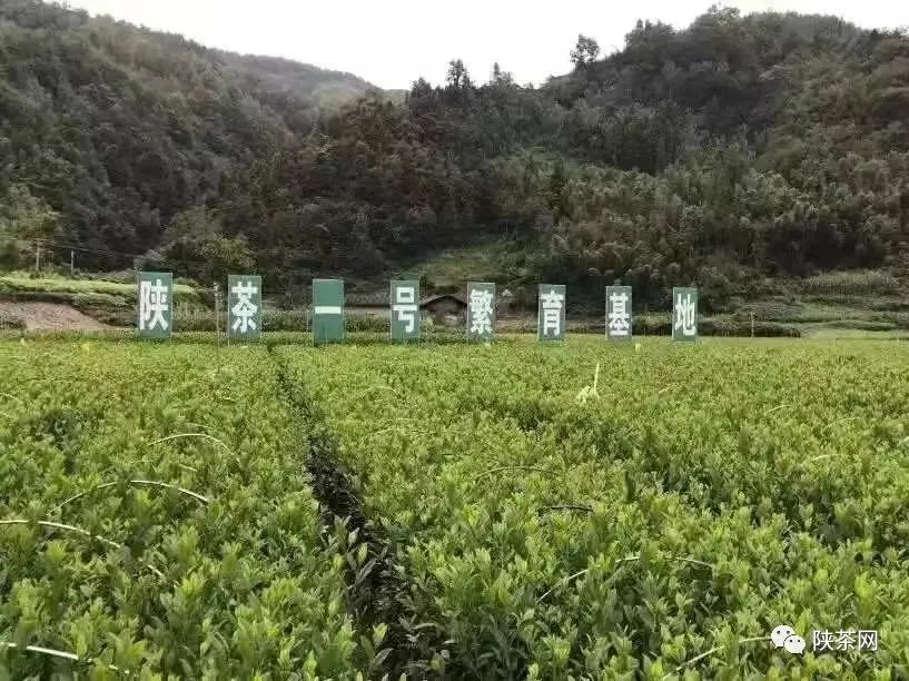 天然富硒茶产在何处