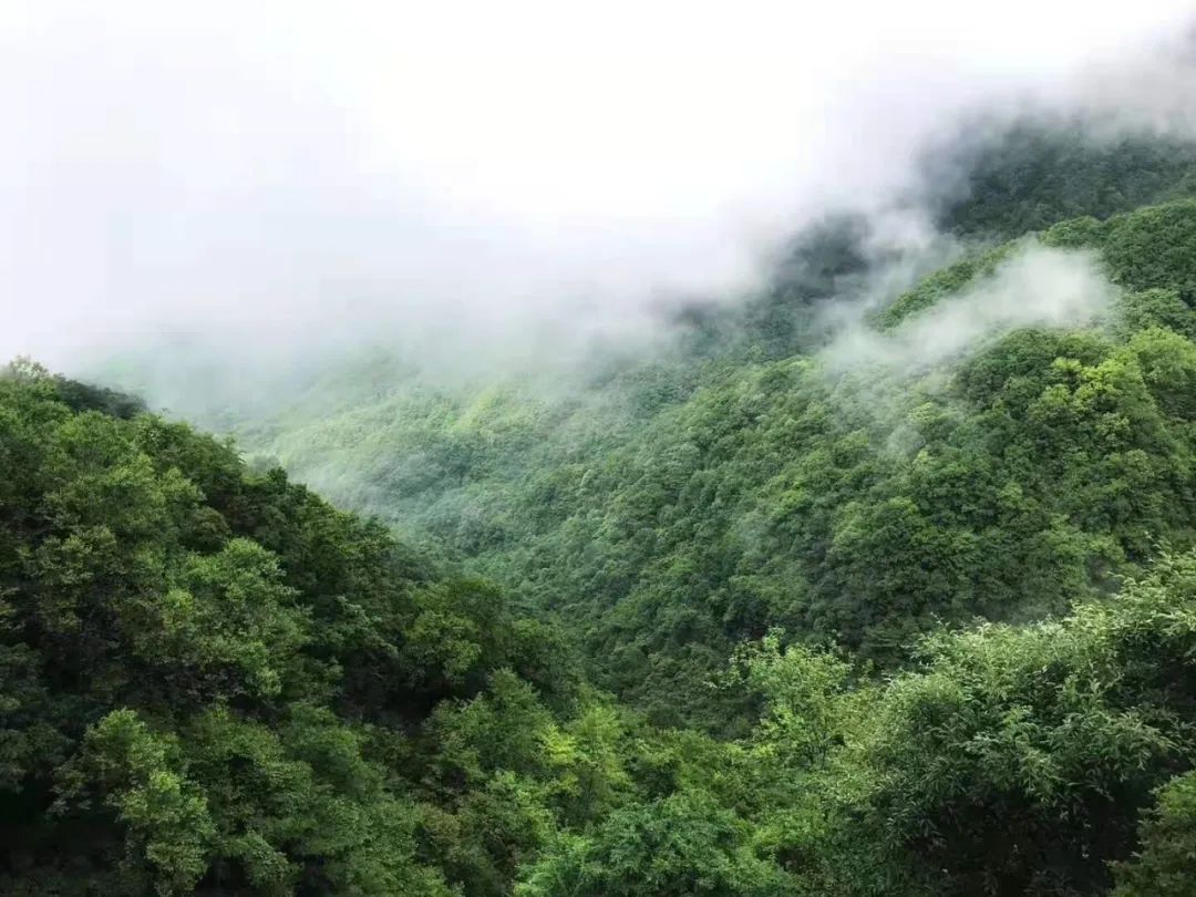 天然富硒茶产在何处