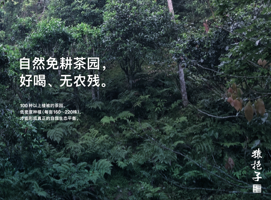 福建富硒普洱茶批发
