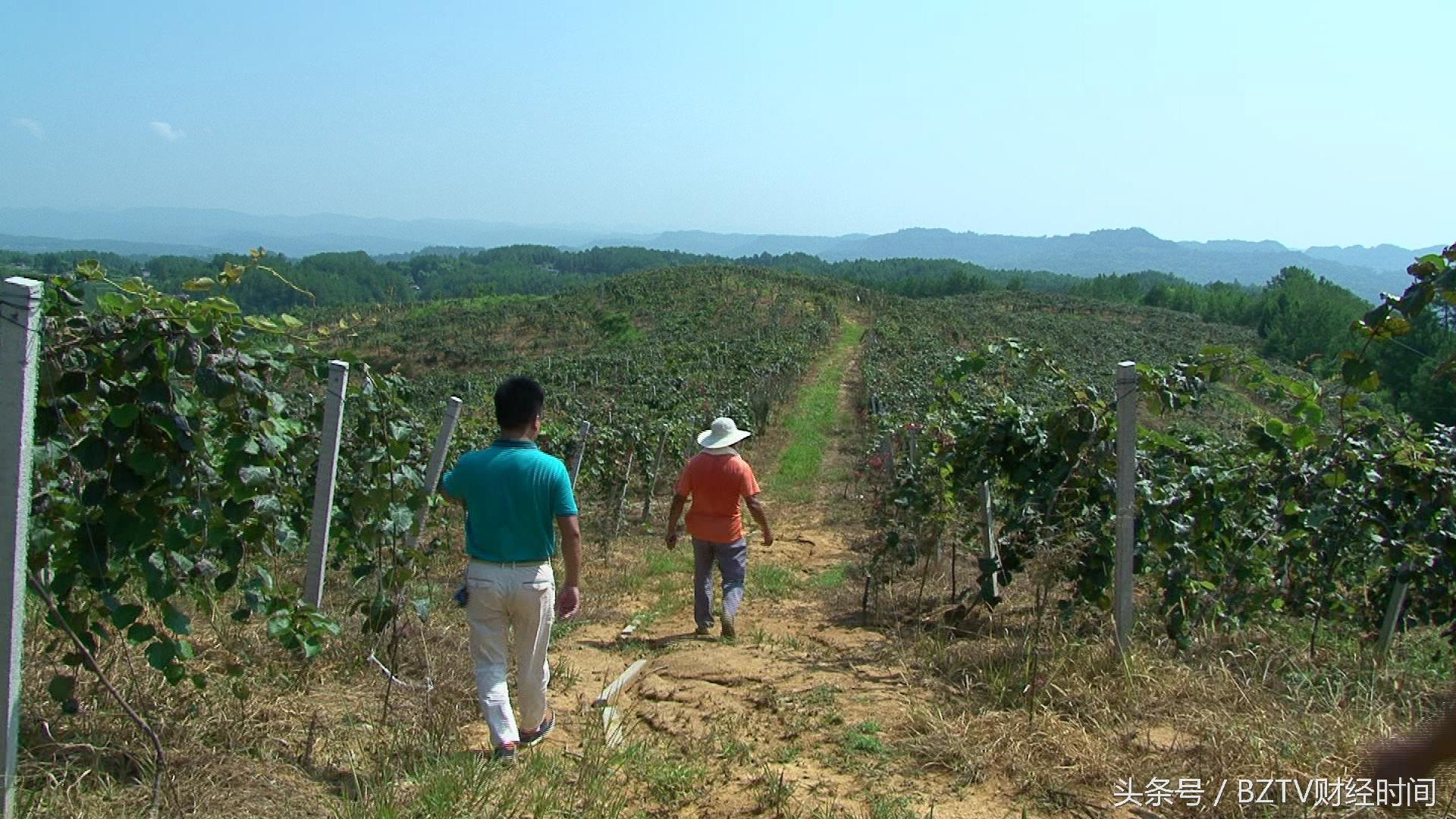 和平茶叶是富硒茶吗