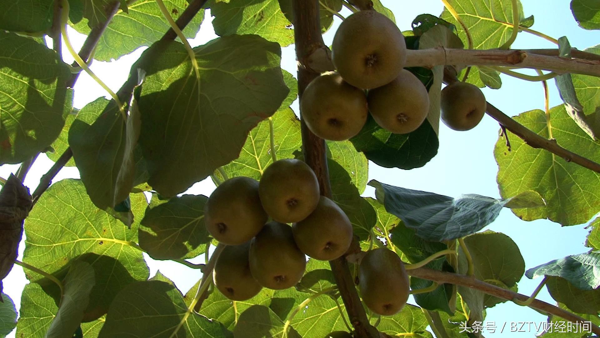 和平茶叶是富硒茶吗