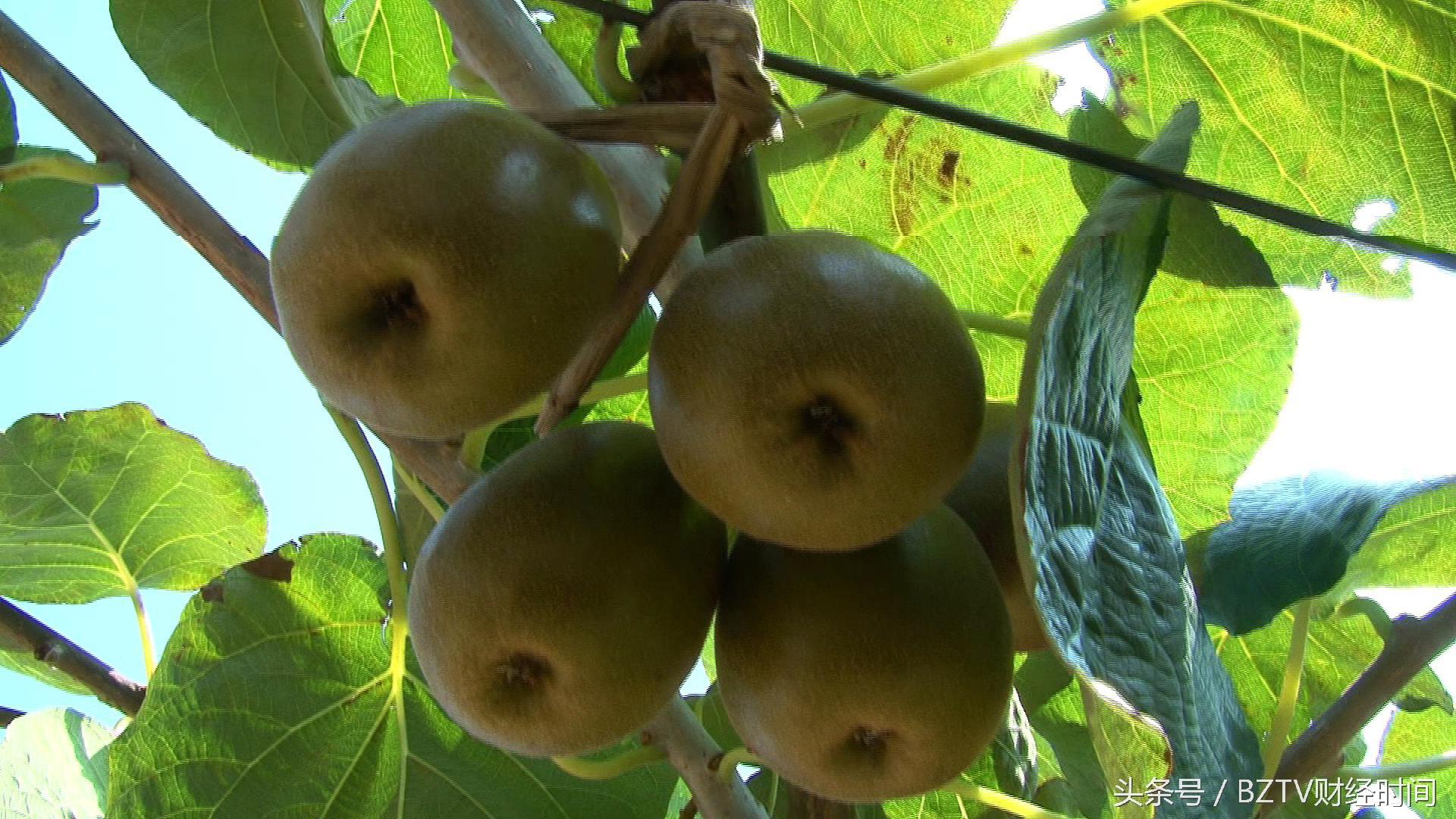 和平茶叶是富硒茶吗