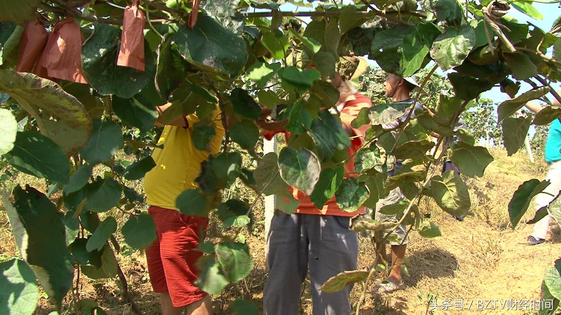和平茶叶是富硒茶吗