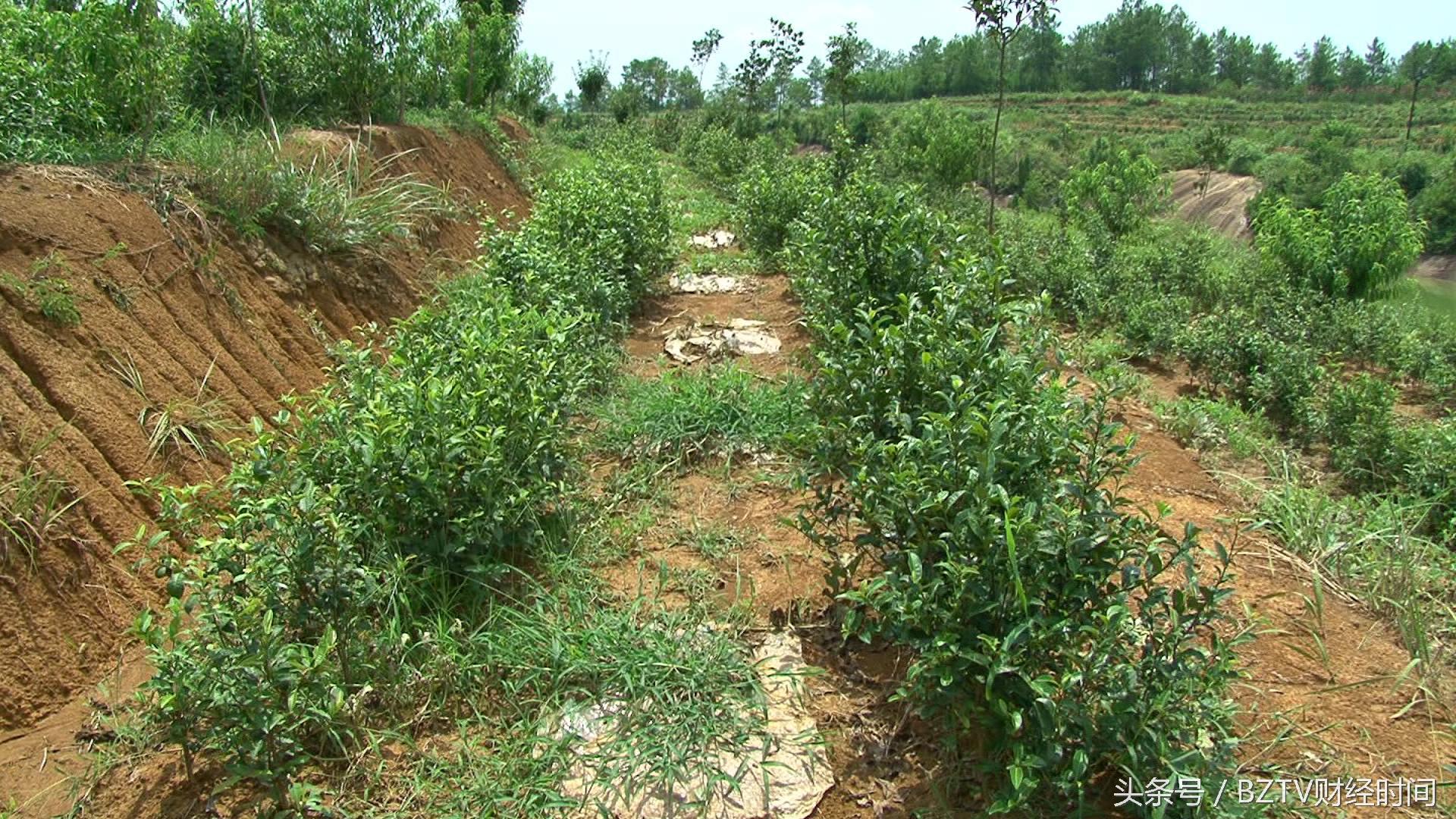 和平茶叶是富硒茶吗