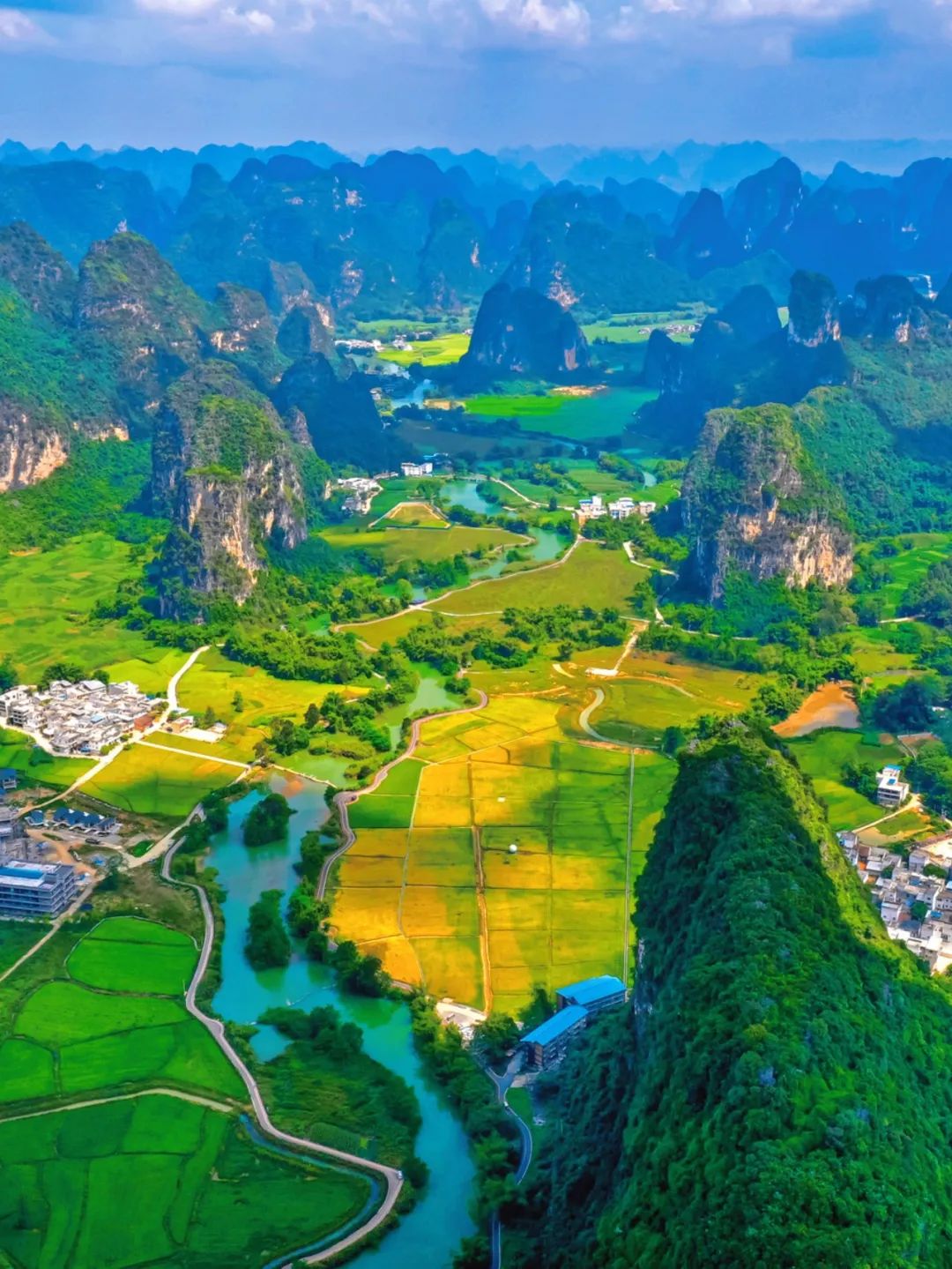 广西大藤峡 富硒茶
