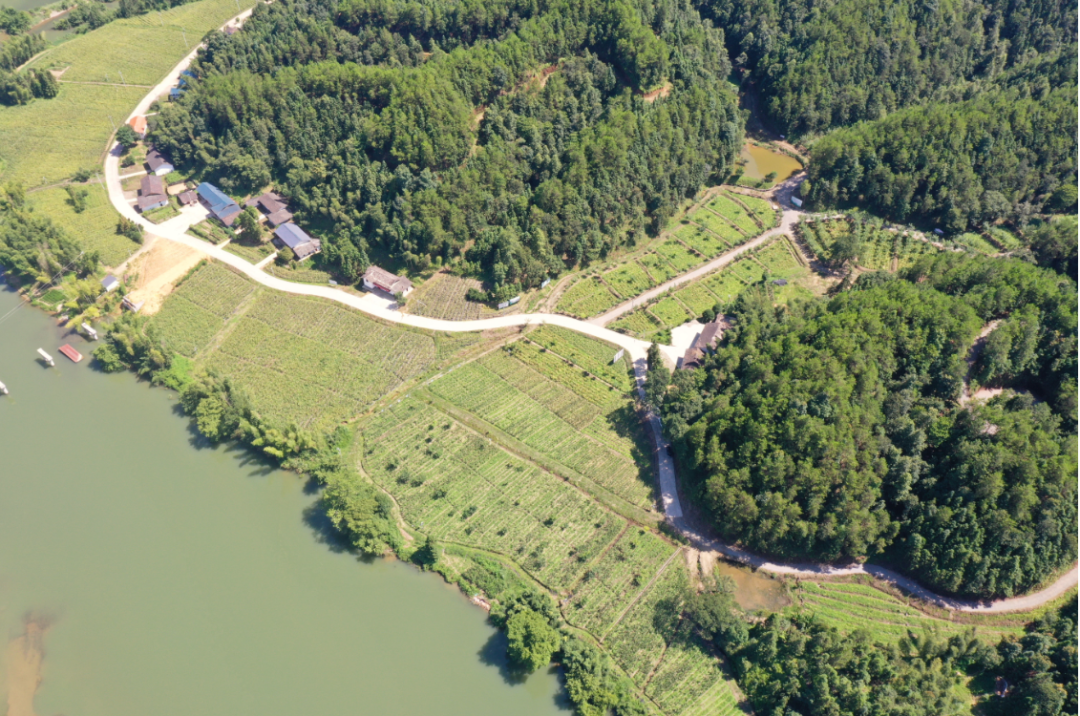 沩山富硒茶价格多少