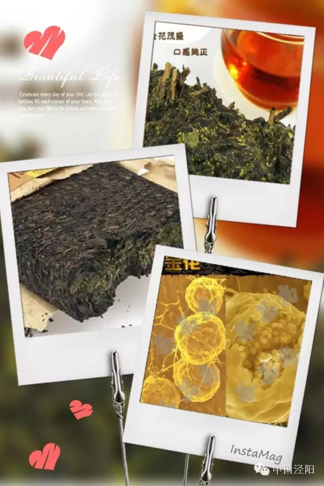 深圳哪里有卖富硒茶