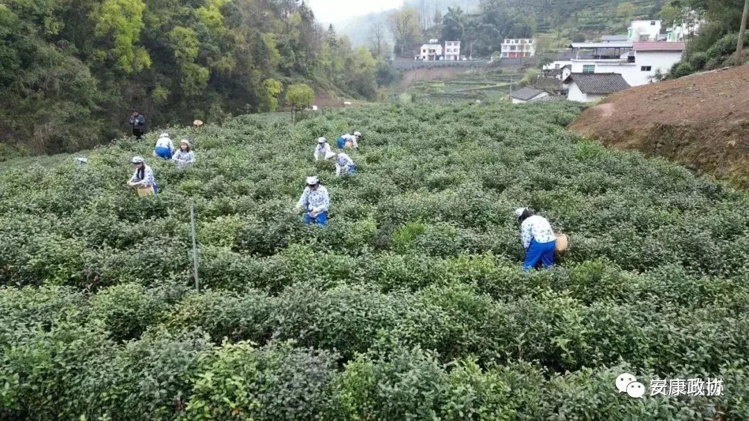 安康富硒茶白河春燕