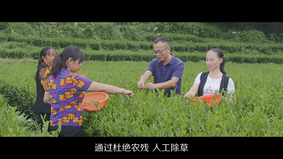 恩施富硒茶有红茶吗