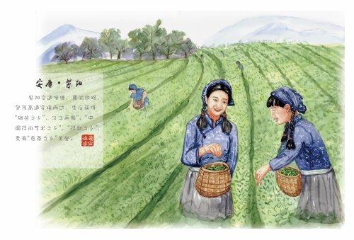 紫阳富硒茶的简笔画