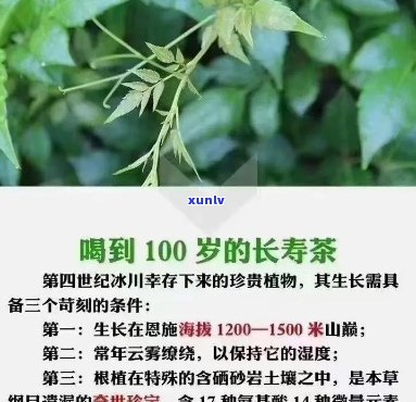 恩来凤富硒藤茶里面有哪些营养素，探究恩来凤富硒藤茶的营养价值