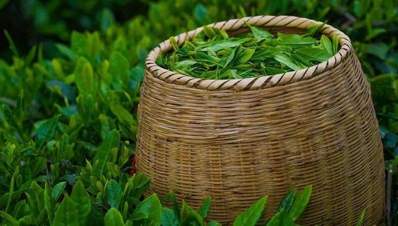 开阳产富硒茶有几种