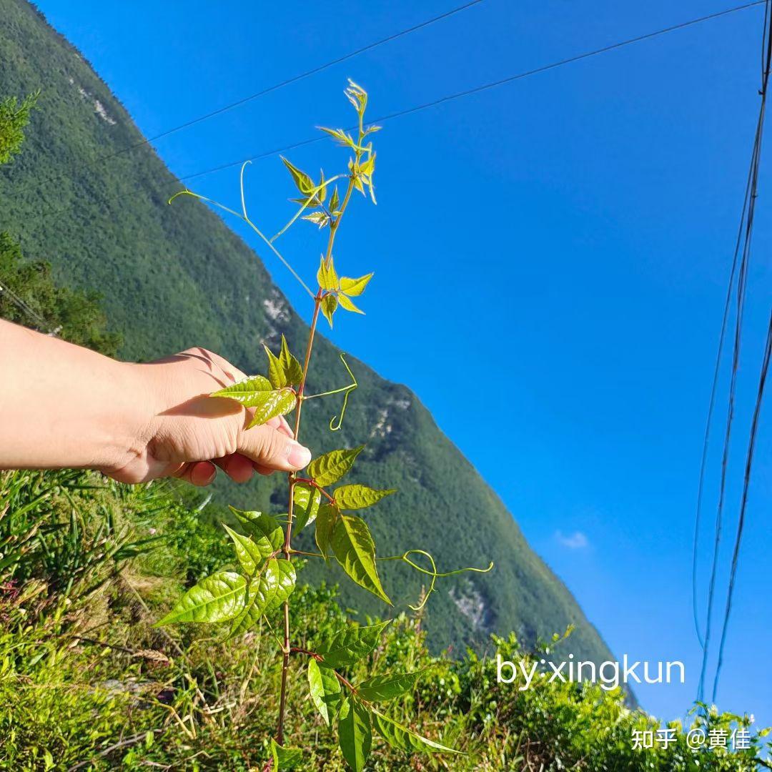 来凤富硒藤茶的作用