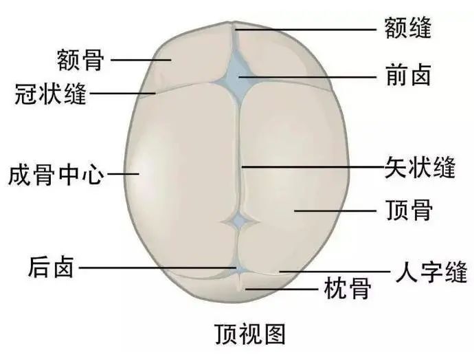 孕妇为什么要补钙