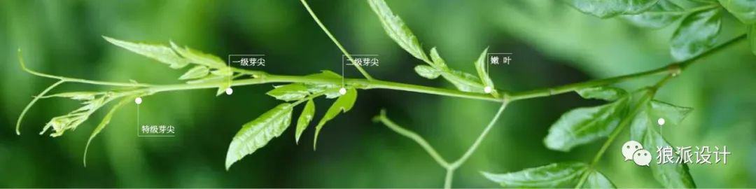 野生富硒藤茶的功效(野生富硒藤茶的功效)-硒宝网