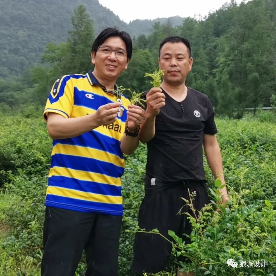 野生富硒藤茶的功效(野生富硒藤茶的功效)-硒宝网