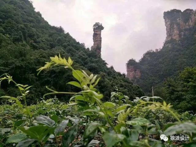 野生富硒藤茶的功效(野生富硒藤茶的功效)-硒宝网