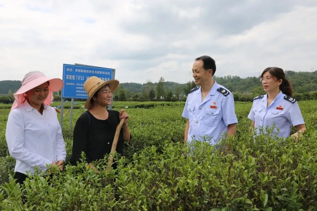 紫阳富硒茶优惠政策