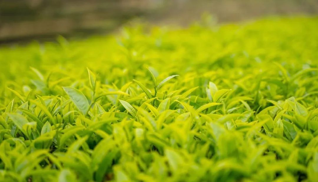 富硒茶国际市场现状