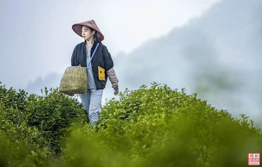 富硒茶国际市场现状