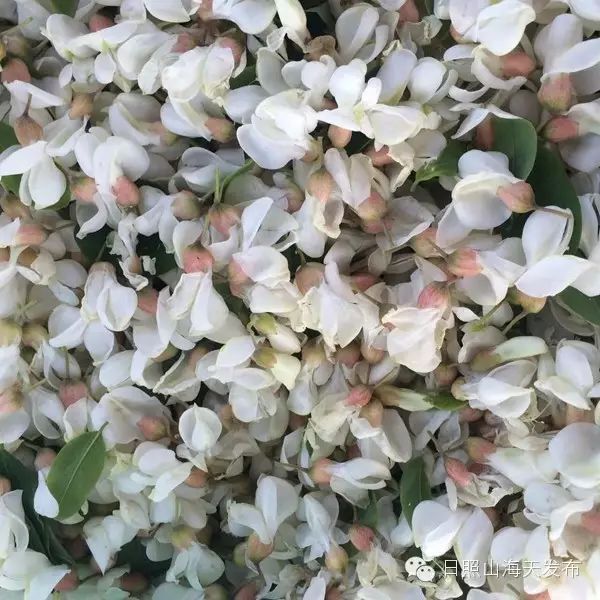 瀚林春 有机富硒茶