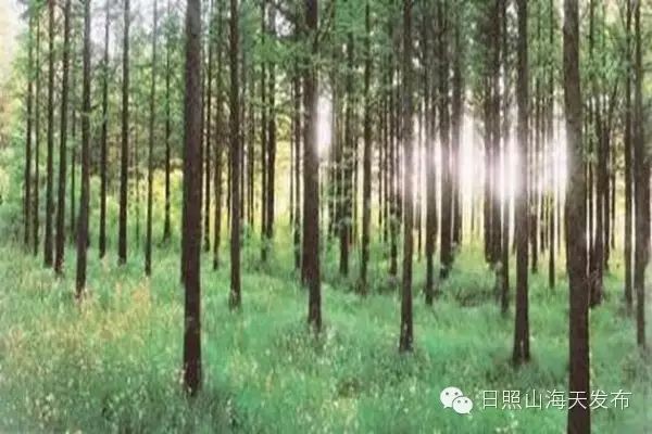 瀚林春 有机富硒茶