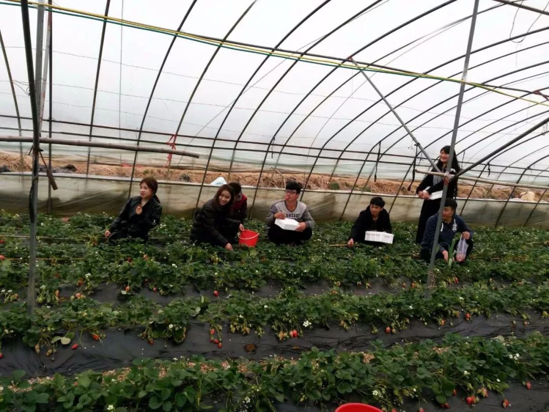 瀚林春 有机富硒茶