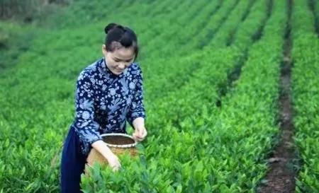 湖北恩施富硒龙井茶