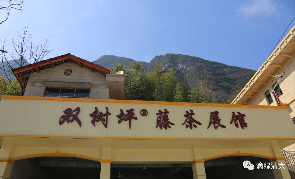 富硒藤茶哪个品牌好