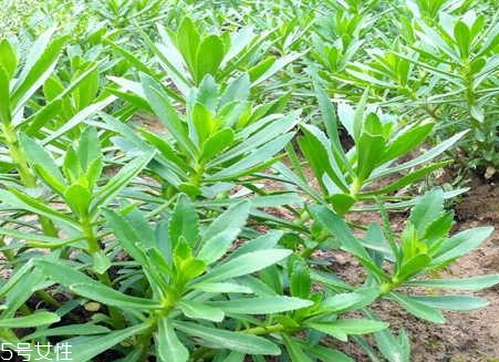 高钙菜骗局 高钙菜真的可以补钙吗