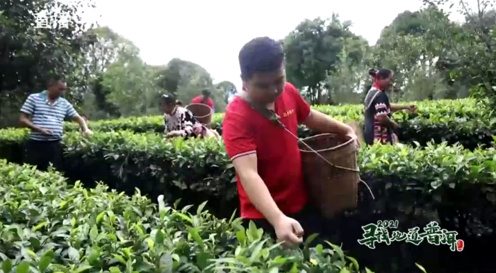 中国最大富硒古树茶