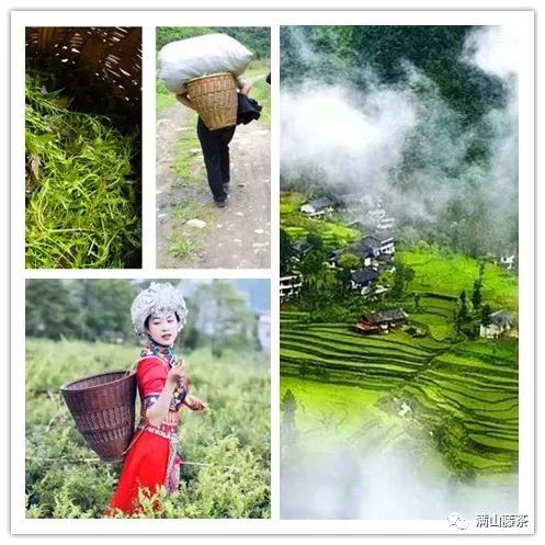 富硒藤茶哪个品牌好