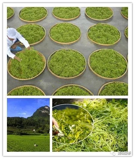 富硒藤茶哪个品牌好