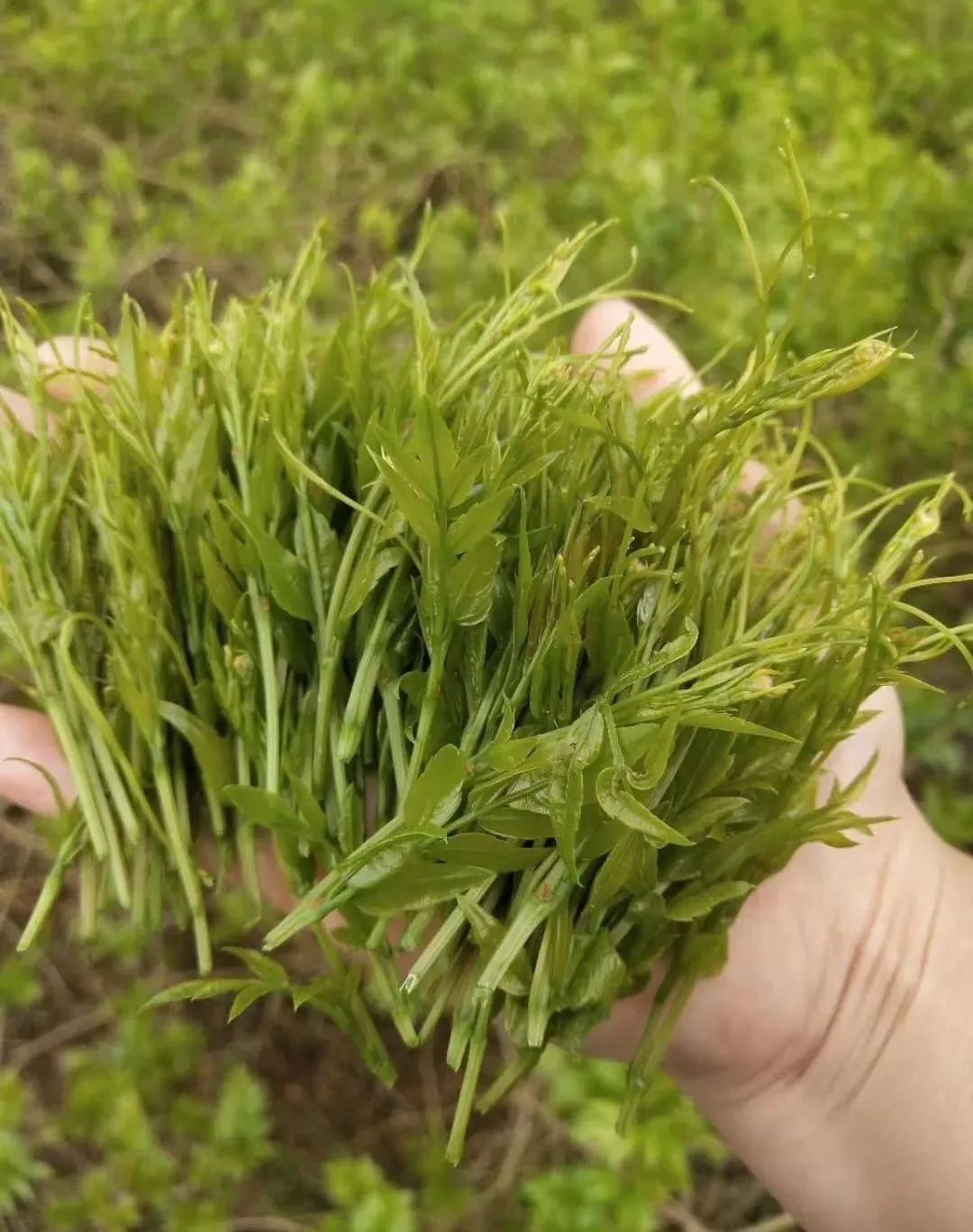 富硒莓茶有什么功效