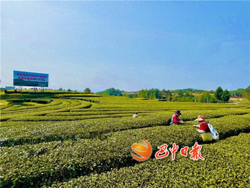 富硒茶在巴中的历史