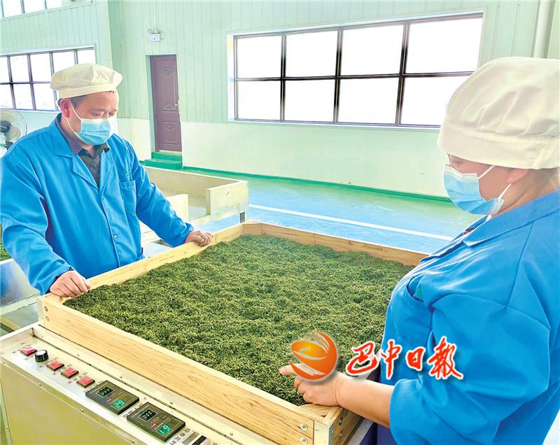 富硒茶在巴中的历史