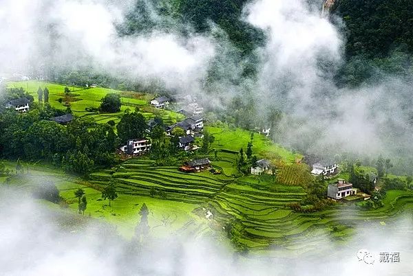 富硒恩施土家藤婆茶