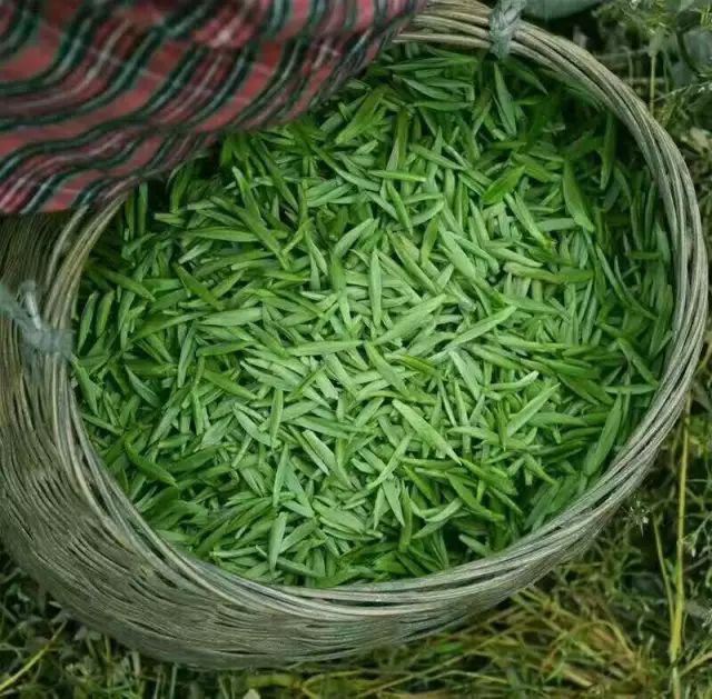 恩施富硒茶用农药吗