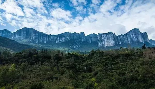 恩施富硒茶回甘持久