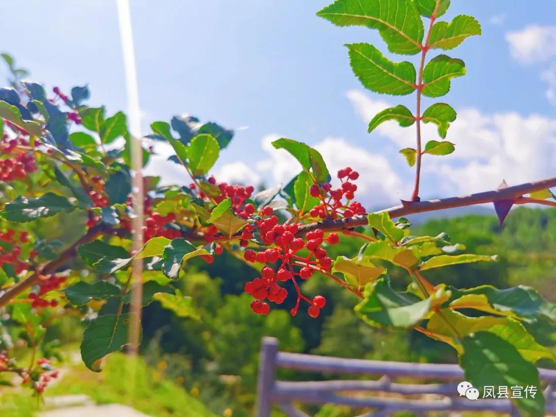 富硒茶的特色是什么