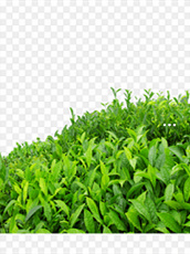 达州富硒茶哪里有卖(四川富硒茶)-硒宝网