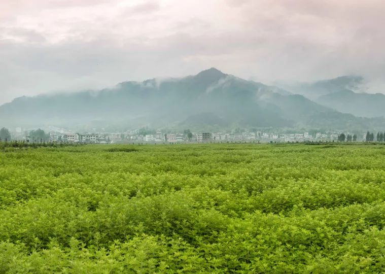 藤匠人富硒来凤藤茶