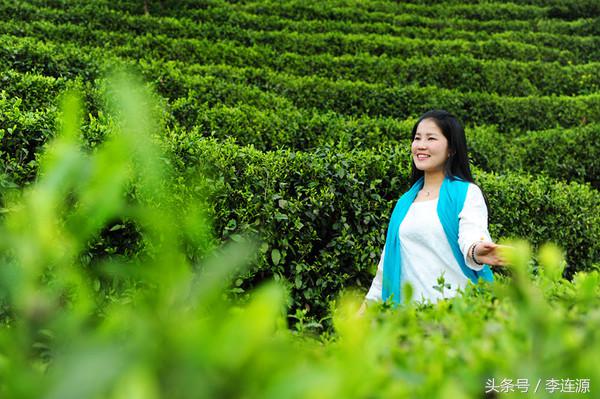 紫阳富硒茶与铁观音