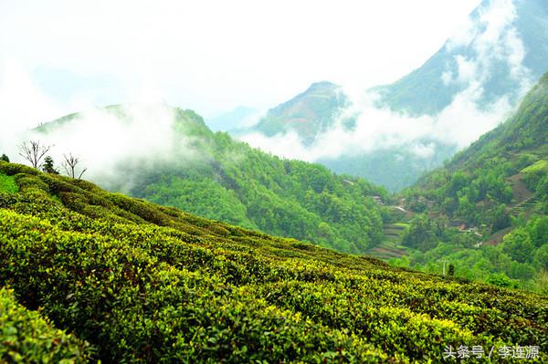 紫阳富硒茶与铁观音