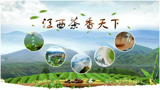 富硒藤茶价格是多少