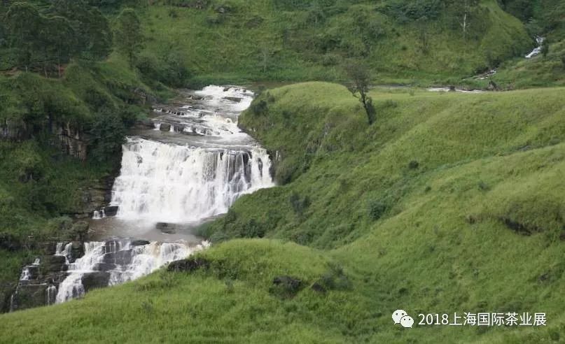富硒藤茶价格是多少